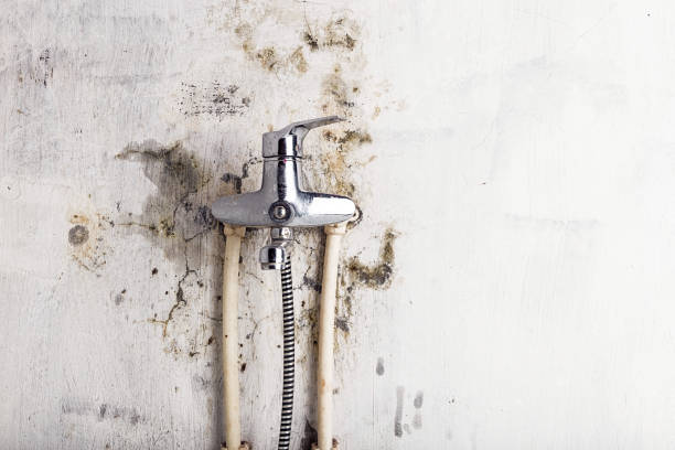 Best Mold Remediation for Specific Building Types in Olivet, MI
