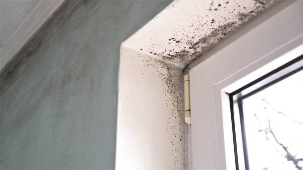 Olivet, MI Mold Remediation Company