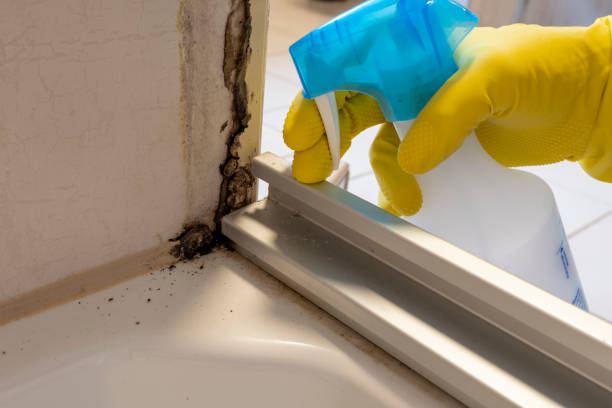 Best Residential Mold Remediation in Olivet, MI