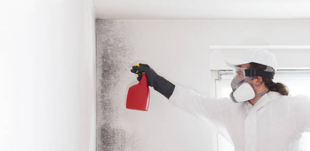 Best Black Mold Remediation in Olivet, MI
