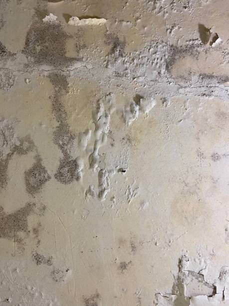 Best White Mold Remediation in Olivet, MI
