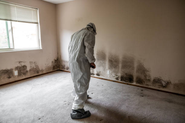 Best Post-Flood Mold Remediation in Olivet, MI