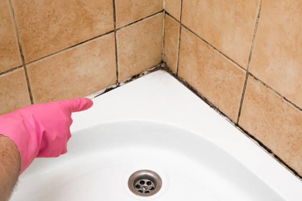 Best Preventive Mold Services in Olivet, MI